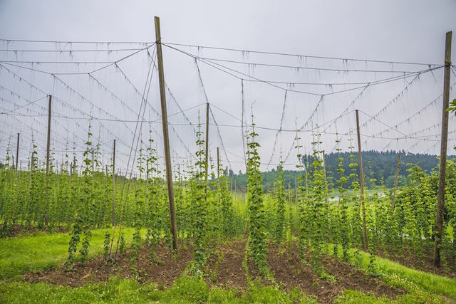 Photo d'un champ de houblon en Alsace