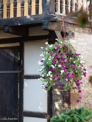 Fleurs à La Cour de Lise à Willgottheim